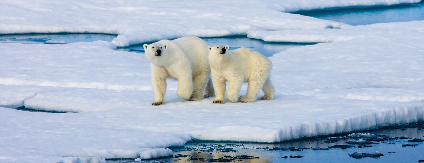 Explorando o Ártico em um navio de expedição