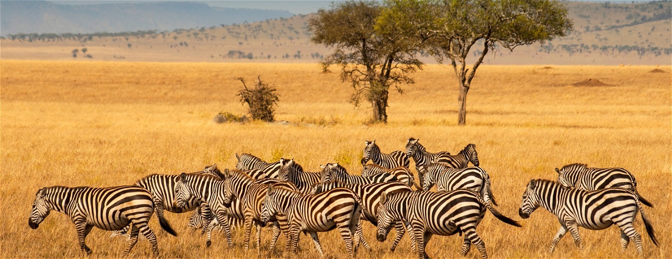 Safári: Quênia e Tanzânia