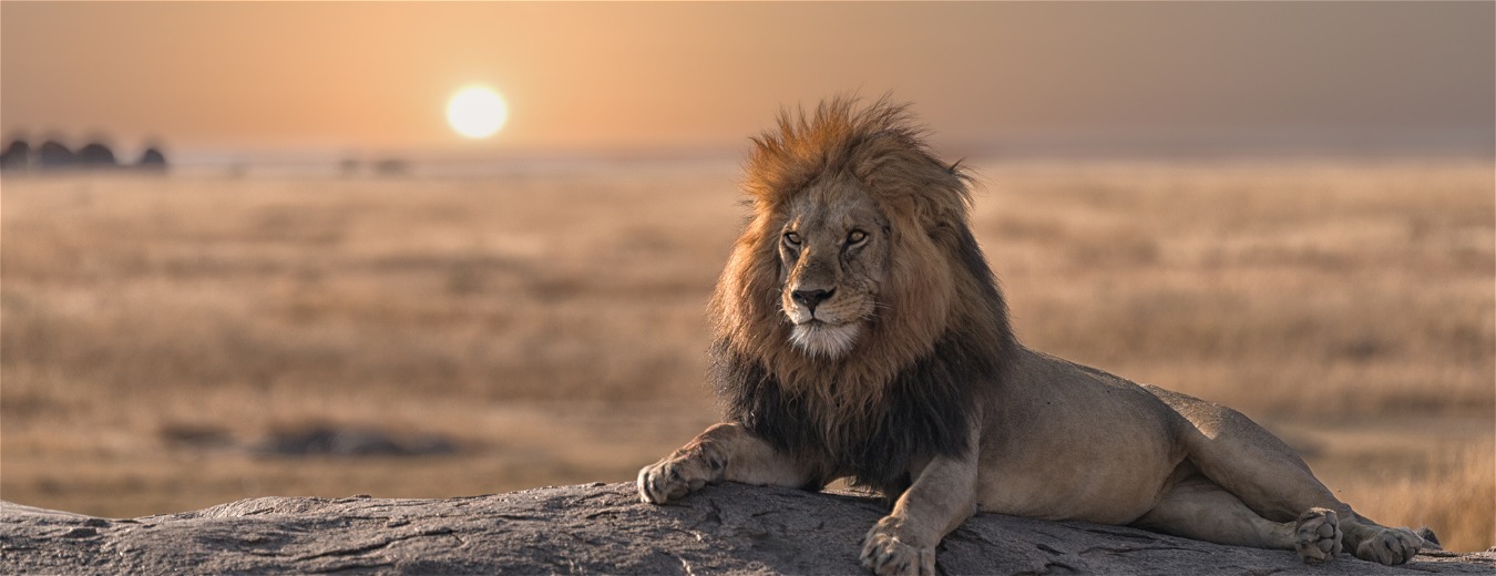 Na África, os safáris mais emocionantes