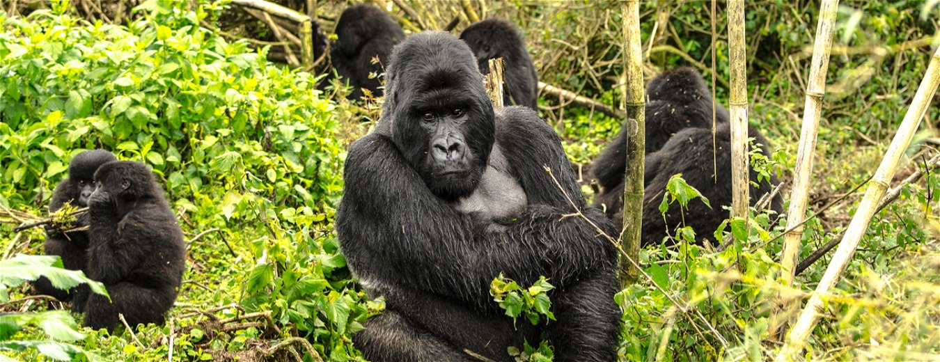Encontro com os gorilas-das-montanhas e com os Big 5
