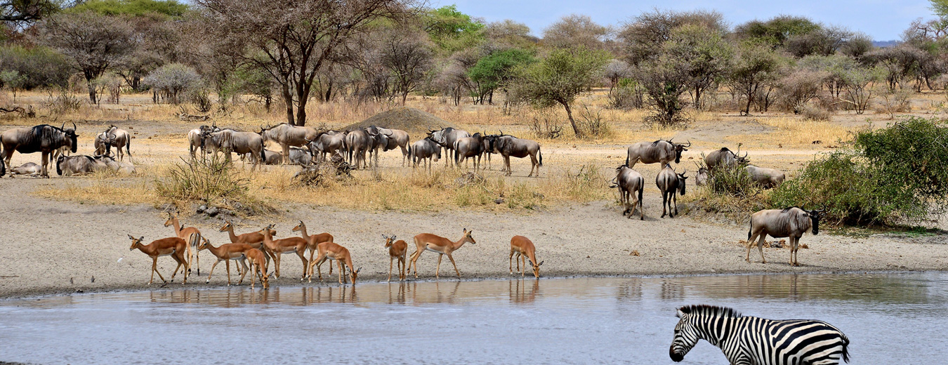 Kruger National Park
