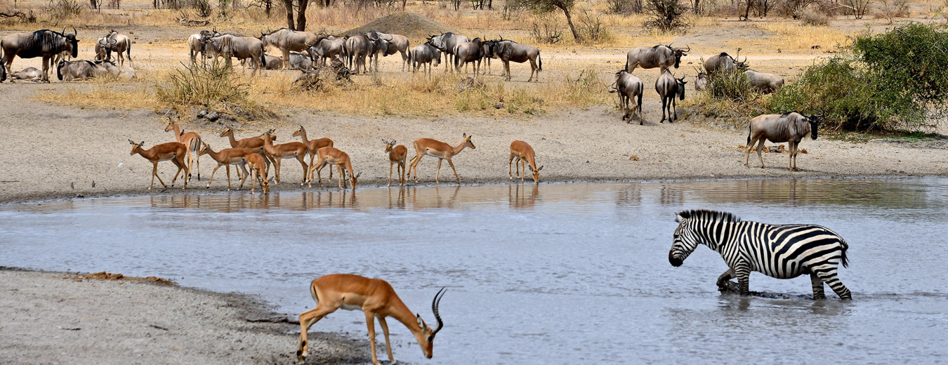 Parque Nacional Serengeti