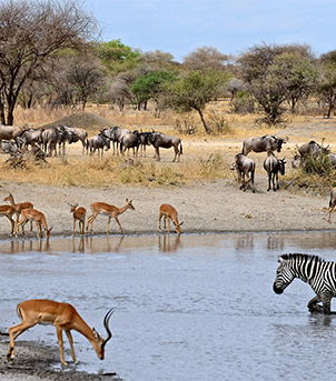 Parque Nacional Serengeti