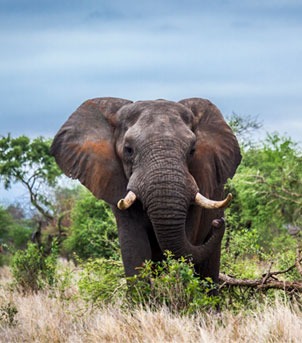 Um roteiro pela África do Sul e Moçambique