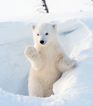 Explorando o Ártico em um navio de expedição