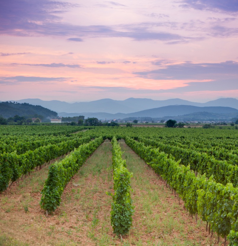 Viaje sem sair de casa: o vinho rosé