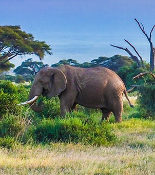 Tanzânia: uma história de proteção