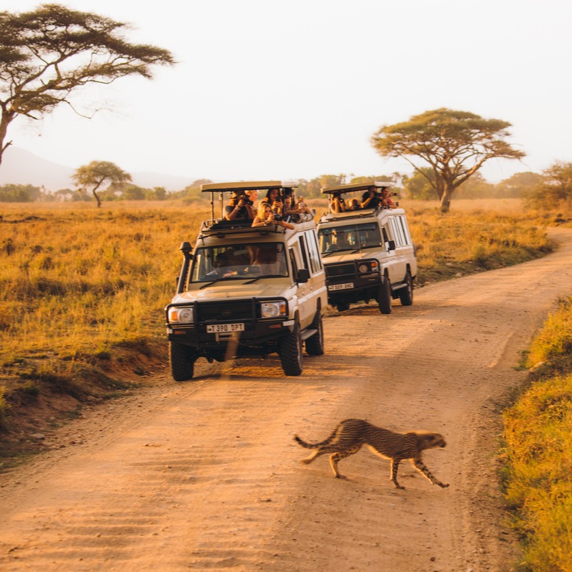 Safári na Tanzânia: uma jornada emocionante