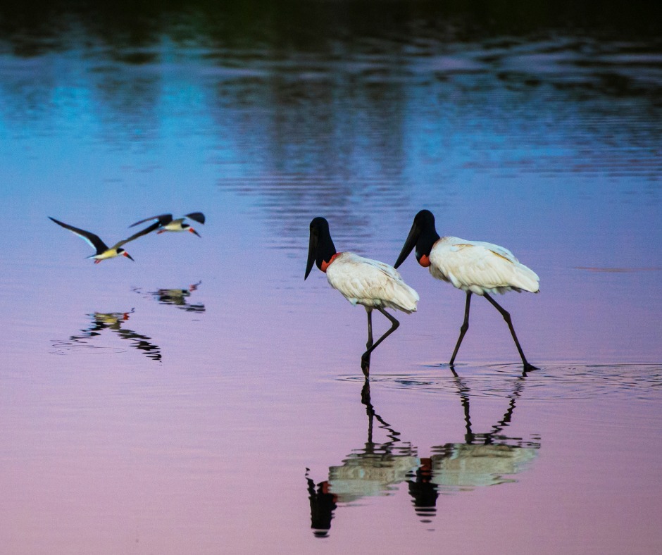 Experiências Brasil