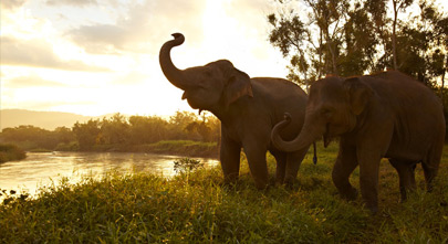 Anantara Golden Triangle Elephant Camp & Resort
