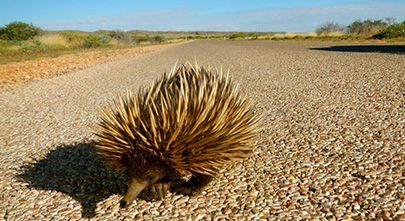 Sal Salis Ningaloo Reef