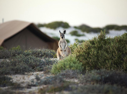 Sal Salis Ningaloo Reef